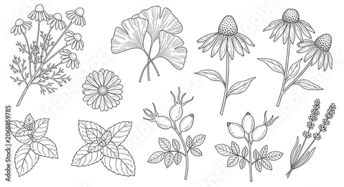 Collection of hand drawn botanical illustrations for herbal remedies and natural health
