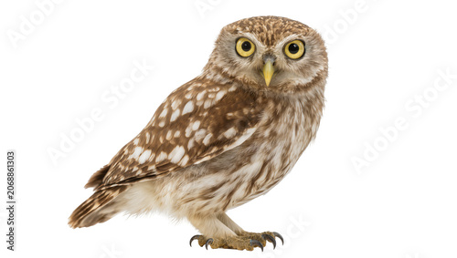 Little owl with yellow eyes and brown speckled feathers