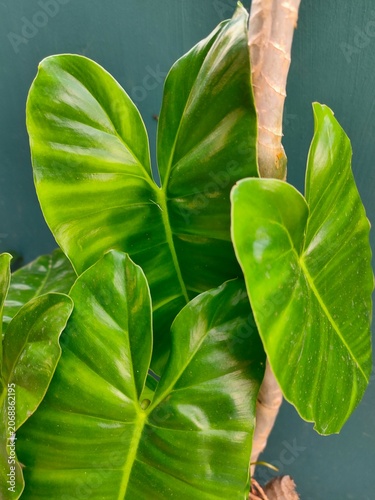Lush tropical foliage with glossy heart‑shaped leaves
