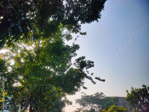 Sunlit green trees with bright leaves against clear blue sky