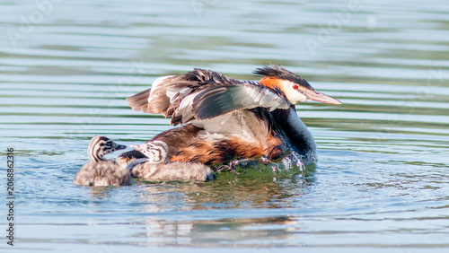 Photography great crested grebe