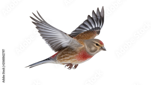 Tableau sur toile Common Linnet bird in flight with wings spread
