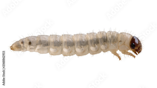 Fotografie Translucent white grub larva with brown head and dark spots