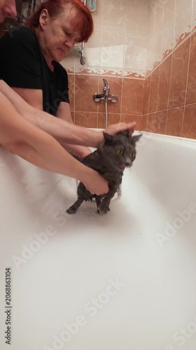 Owners wash wet gray cat in bathtub at home vertical video