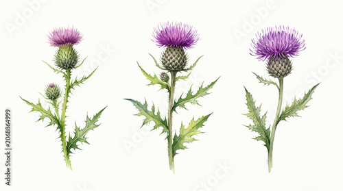 Thistle plant botanical illustrations with purple flowers and prickly green leaves.