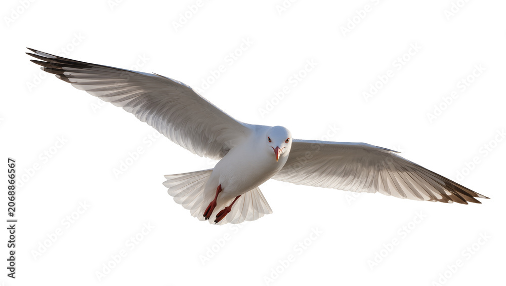 Obraz premium Seagull bird in flight with wings spread wide