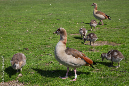 A beautiful sharp profile photograph of an adult Egyptian goose standing with small fluffy goslings on a green grass field under bright spring sunlight