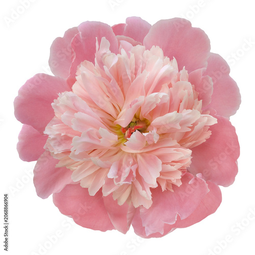 Peony flower  on   isolated background with clipping path. Closeup. For design. Nature..