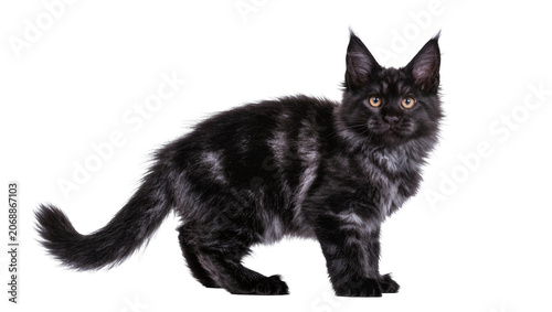 Photography Black Maine Coon cat with silver tabby markings