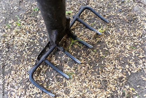 High angle close up of a traditional black iron rake tool on dry ground covered with scattered rice grains and husks during harvest drying process, rural farming and agriculture texture background cro
