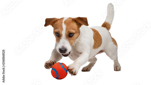 Schilderij op canvas Jack Russell Terrier dog playing with red blue ball