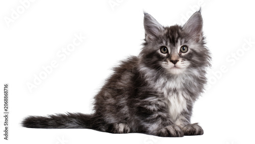 Quadro su tela Fluffy Maine Coon kitten with tabby markings sitting