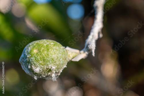 Macro shot of an unripe green fruit covered with white mealybug pests and powdery mildew fungus on a rustic branch under bright natural morning sunlight, blurry green bokeh background texture backdrop