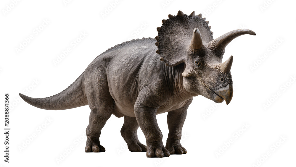 Fototapeta premium Triceratops dinosaur with three horns and frill