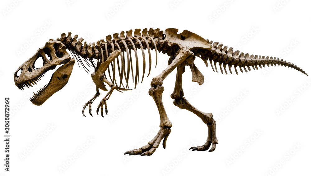 Obraz premium Tyrannosaurus Rex dinosaur skeleton fossil