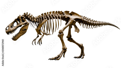 Tyrannosaurus Rex dinosaur skeleton fossil