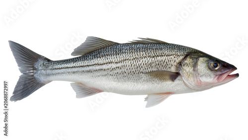 Bild auf Leinwand Striped Bass Fish Side View