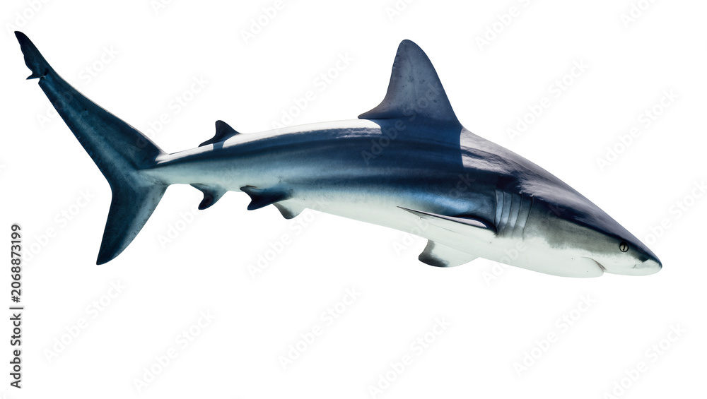 Fototapeta premium Blue shark swimming with fins extended