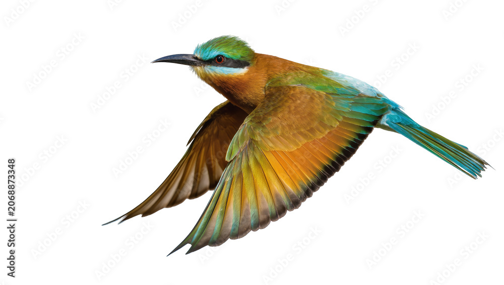 Obraz premium European Bee-eater bird in flight with colorful wings