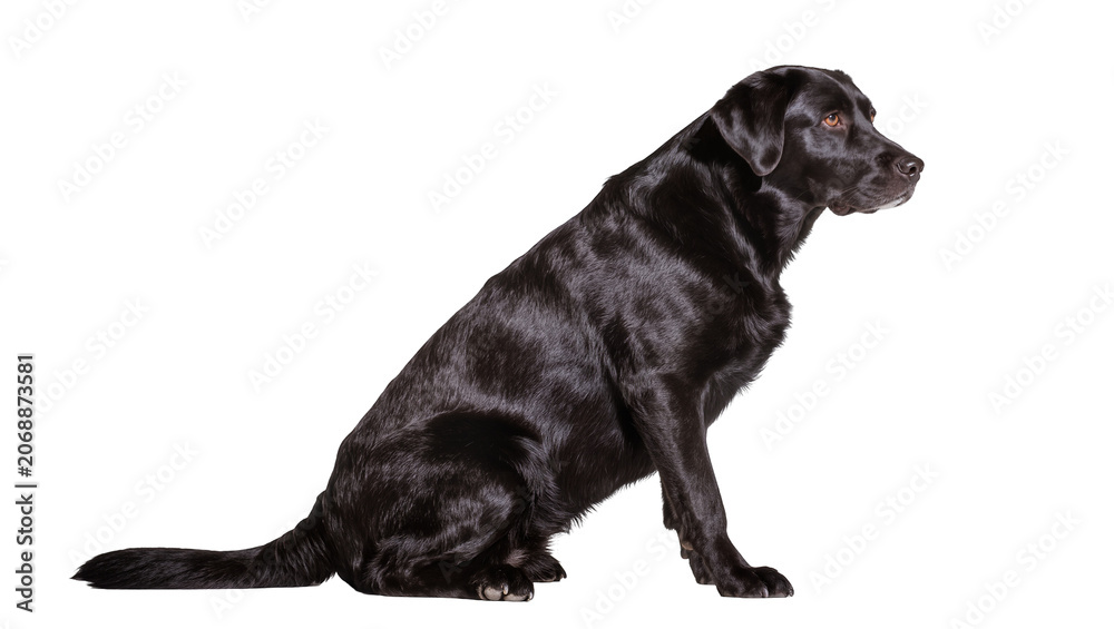 Obraz premium Black Labrador Retriever dog sitting profile view