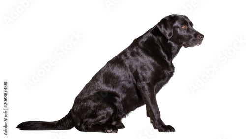 Black Labrador Retriever dog sitting profile view