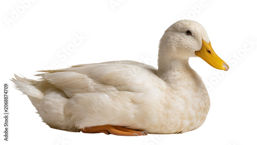 Foto White duck with yellow beak resting on white surface