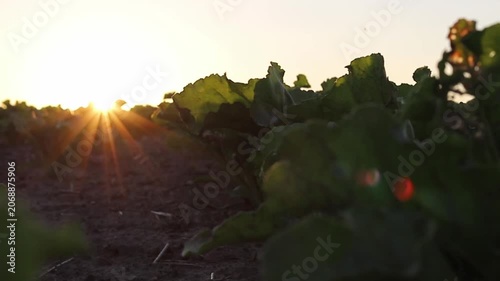 Low golden light from the rising sun illuminates a vast agricultural field. Rows of lush green plants stand tall against the bright horizon, indicating a new day's growth