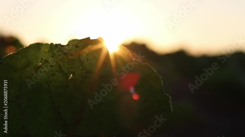 The sun sets over a wide agricultural field, illuminating rows of lush green leafy plants. Golden rays break through the foliage, creating a warm and peaceful evening farm view