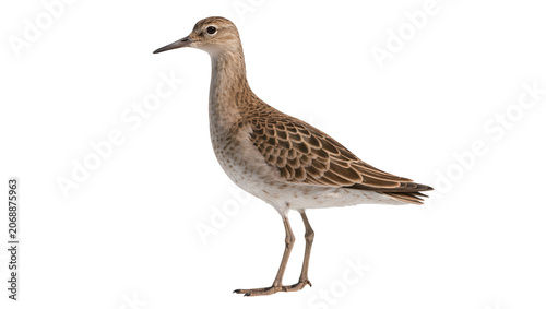 Shorebird with speckled brown and white plumage standing on thin legs