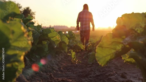A lone farmer walks away from the camera through rows of green leafy plants in a large agricultural field