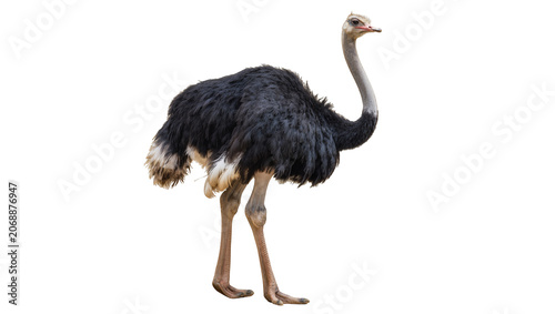 Canvas Print Large black ostrich with long neck and legs standing