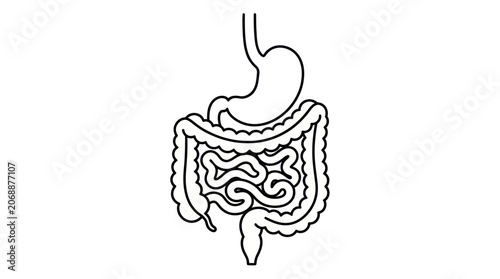 Obraz na plátne Human Digestive System Anatomy Illustration