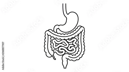 Fototapeta na wymiar Human Digestive System Anatomy Illustration