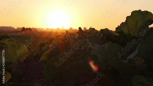 Warm sunlight bathes an expansive field of green crops, highlighting each leaf as the sun descends behind the distinct silhouette of a city skyline, creating a serene evening vista