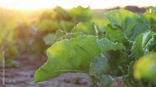Lush green leaves of plants grow vibrantly in an expansive agricultural field