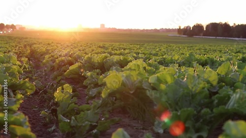 Golden sunlight streams across a wide agricultural field during a beautiful sunset