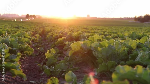 Vibrant green sugar beet plants flourish in a wide agricultural field. The gentle evening sunlight casts a warm, golden glow across the landscape, highlighting each leafy row