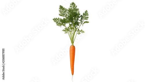 Fresh orange carrot with green leafy tops, isolated on transparent background