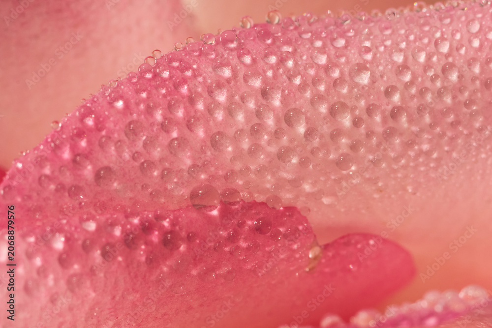 Fototapeta premium Fresh morning dew on a delicate pink rose in macro