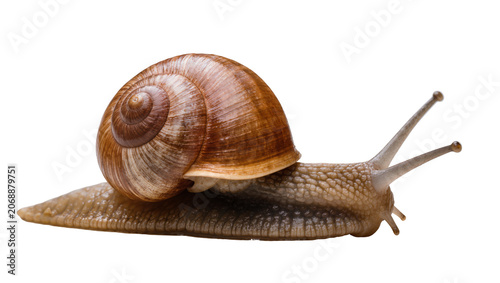 Brown spiral shell snail with textured body, isolated on transparent background