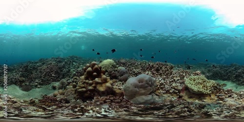 Underwater sea fish. Tropical fishes and coral reef underwater. Virtual Reality 360.