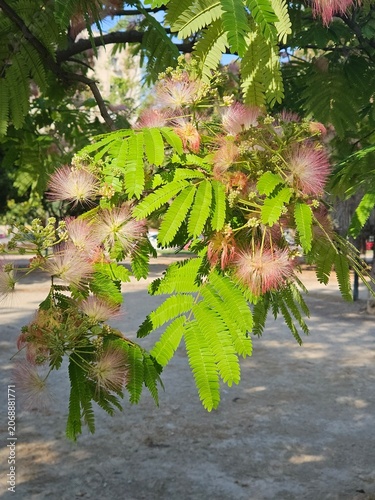 Close up of blooming silk tree Albizia julibrissin with pink fluffy flowers and green leaves