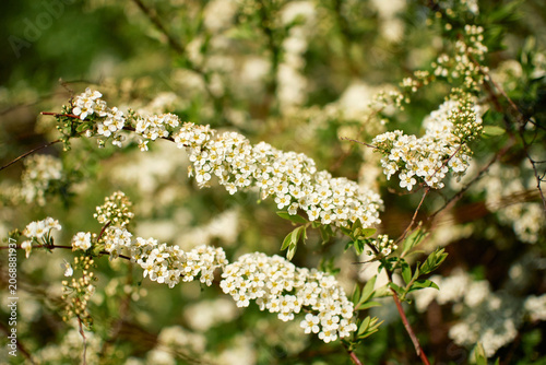 Blooming bridal wreath spirea bush in spring