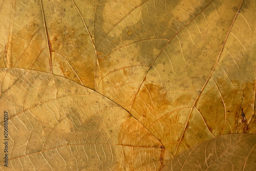 Exquisite view of fibrous leaf surface highlights. Sepia toned detailed image showcasing fragile plant fiber structure