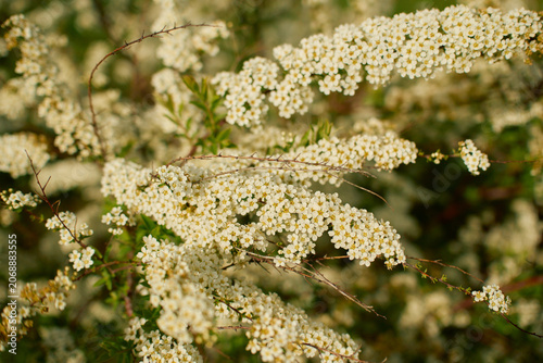 white spirea shrub branches filled with small blossoms stretching toward