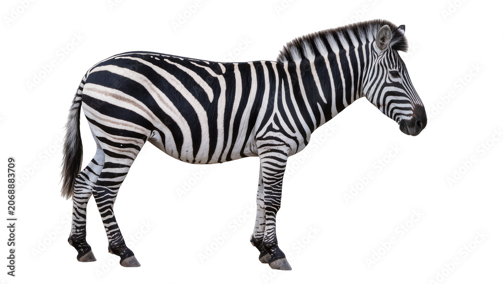 Obraz premium Full body zebra with black and white stripes, isolated on transparent background