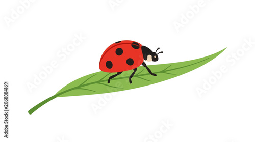 Ladybug on a green leaf isolated on white background