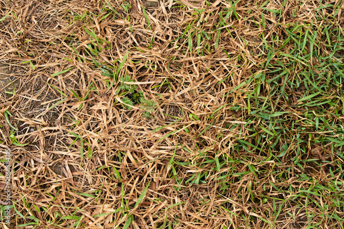 A yard shows a clear contrast between dry yellow grass and healthy green grass