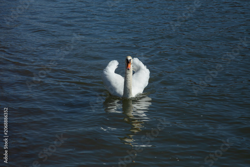 A magnificent symmetrical photograph of a majestic white mute swan swimming directly towards the camera on a calm lake surface