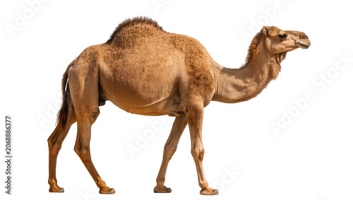 Cuadro en lienzo Dromedary camel with one hump standing, isolated on transparent background
